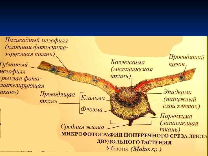 Расчлененный рельеф