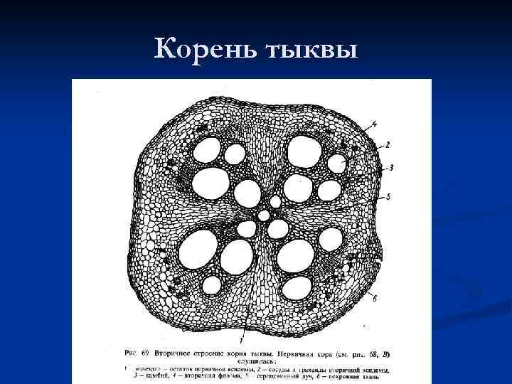 Анатомическое строение стебля тыквы