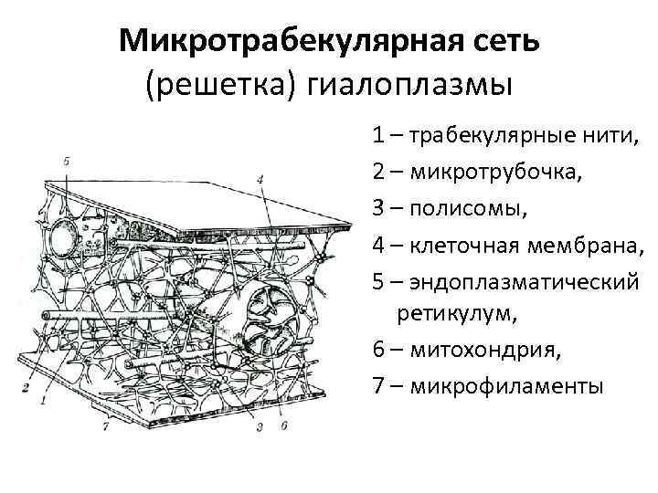 Протекает в гиалоплазме клеток