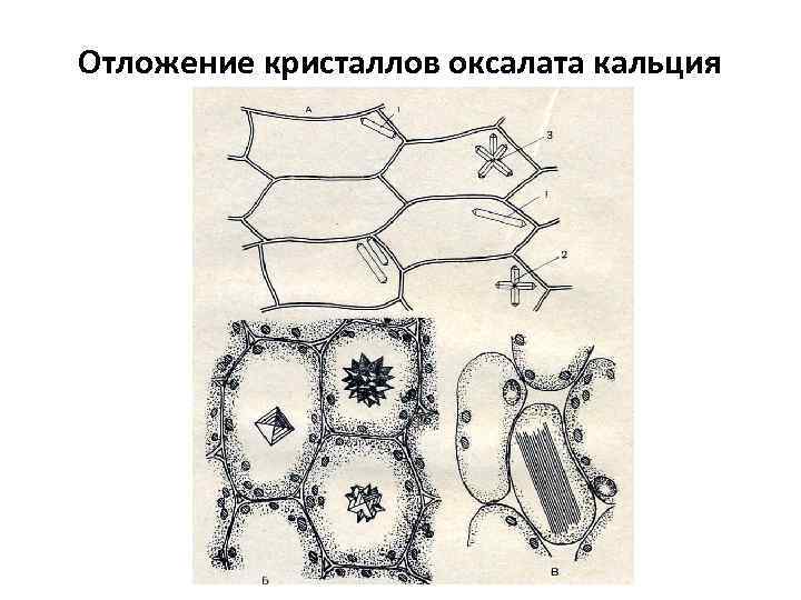 Анатомия растений презентация