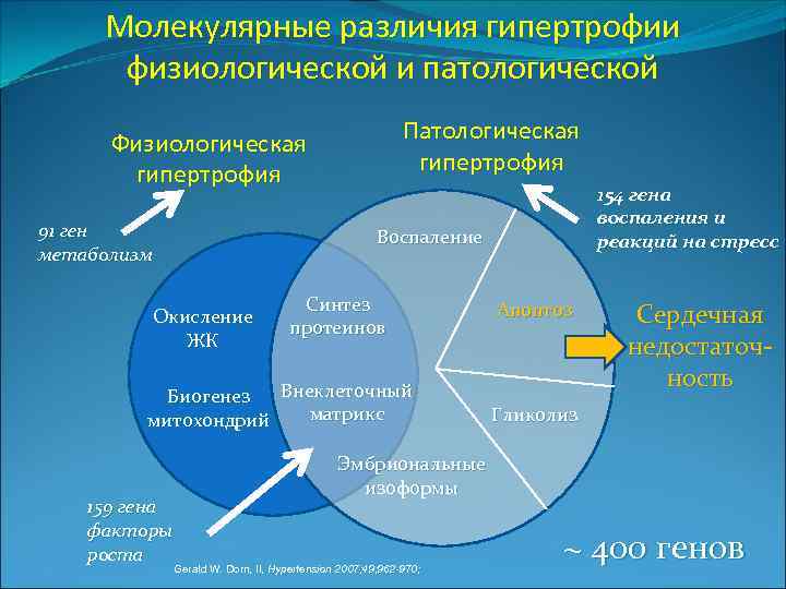 Молекулярные различия гипертрофии физиологической и патологической Патологическая гипертрофия Физиологическая гипертрофия 91 ген метаболизм Воспаление