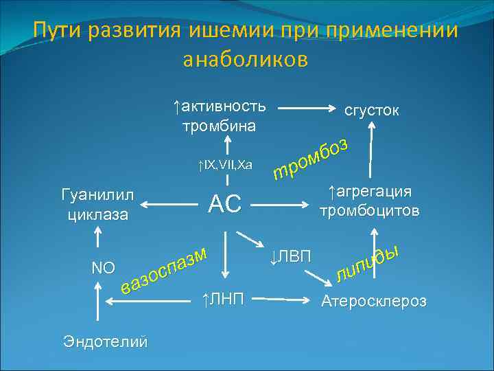 Пути развития ишемии применении анаболиков ↑активность тромбина ↑IX, VII, Xa Гуанилил циклаза боз ром