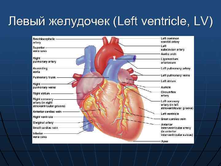 Правое предсердие отделено от правого желудочка. Желудочки сердца анатомия. Левый желудочек сердца анатомия. Сердце правый желудочек левый желудочек. Левый жедудочек сержце.