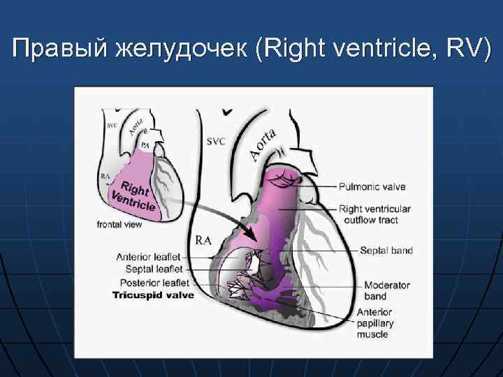 Правый желудочек (Right ventricle, RV) 