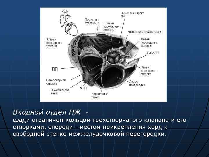 Входной отдел ПЖ - сзади ограничен кольцом трехстворчатого клапана и его створками, спереди -