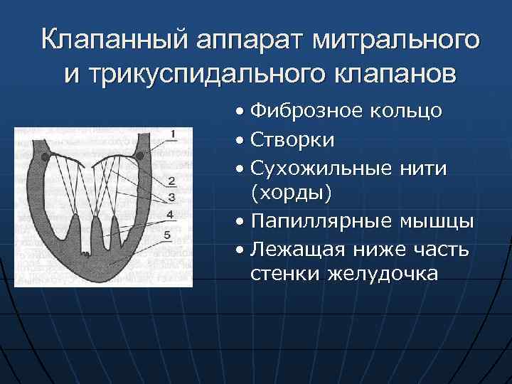 Клапанный аппарат митрального и трикуспидального клапанов • Фиброзное кольцо • Створки • Сухожильные нити