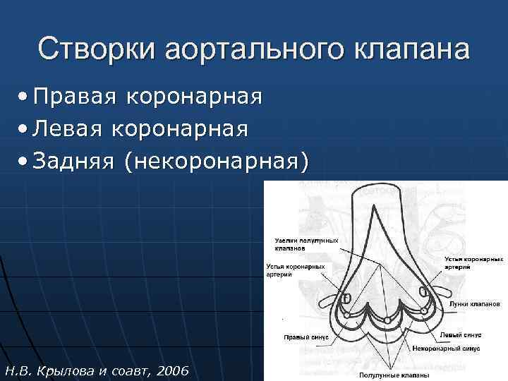 Створки аортального клапана • Правая коронарная • Левая коронарная • Задняя (некоронарная) Н. В.