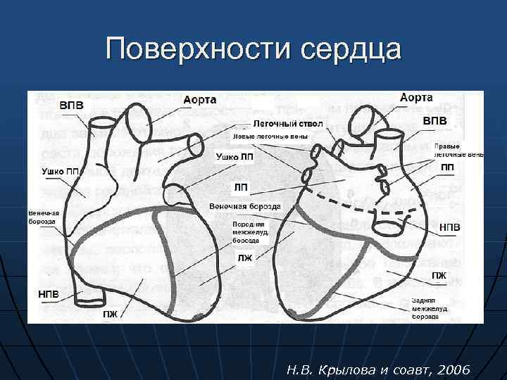 Сердце с тремя парами щелевидных отверстий. Венечная борозда сердца анатомия. Строение сердца венечная борозда. Диафрагмальная поверхность сердца анатомия. Борозды на поверхности сердца анатомия.