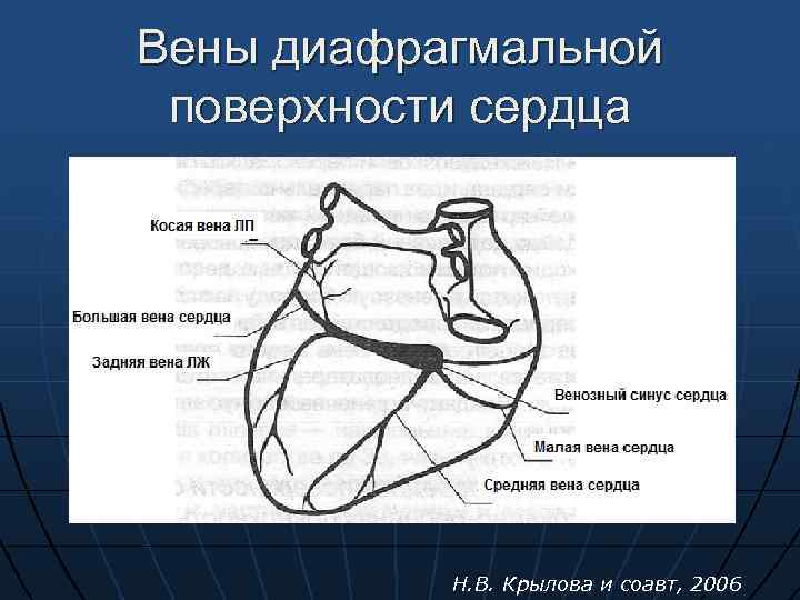 Поверхности сердца. Диафрагмальная поверхность сердца. Внешнее строение сердца поверхности. Передняя поверхность сердца.