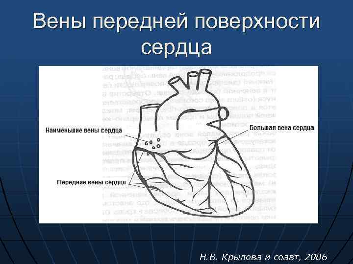 Поверхности сердца. Передняя поверхность сердца. Поверхности сердца анатомия. Нижняя поверхность сердца. Три поверхности сердца.