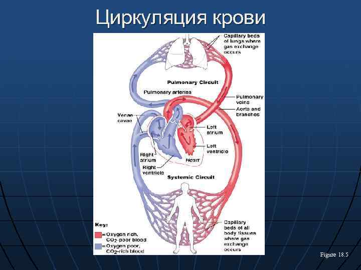 Циркуляция крови Figure 18. 5 