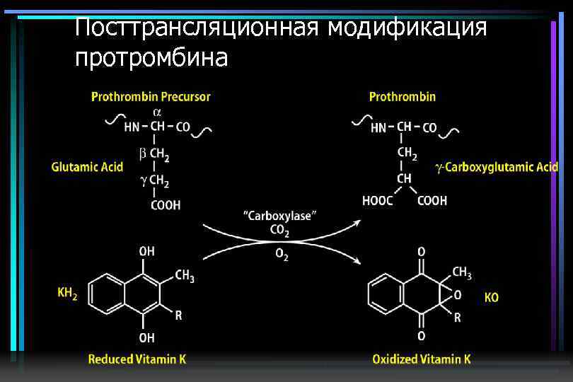 Посттрансляционная модификация протромбина 
