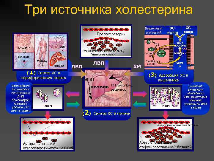 Три источника холестерина Кишечный эпителий Просвет артерии MTP кишечн ик яичник и кож а