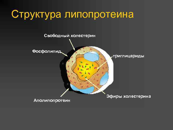 Структура липопротеина Свободный холестерин Фосфолипид Аполипопротеин триглицериды Эфиры холестерина 