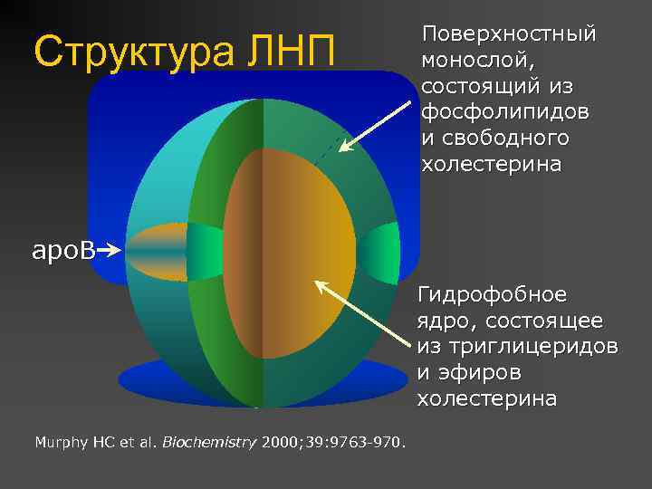 Структура ЛНП Поверхностный монослой, состоящий из фосфолипидов и свободного холестерина apo. B Гидрофобное ядро,