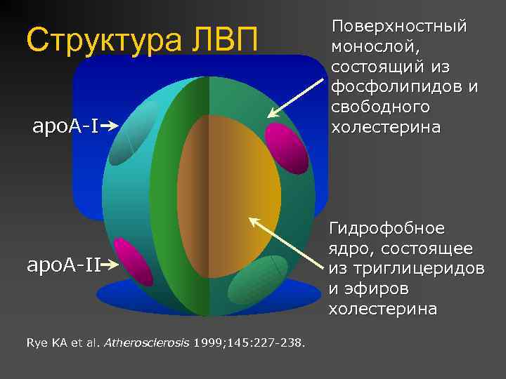 Структура ЛВП apo. A-II Rye KA et al. Atherosclerosis 1999; 145: 227 -238. Поверхностный