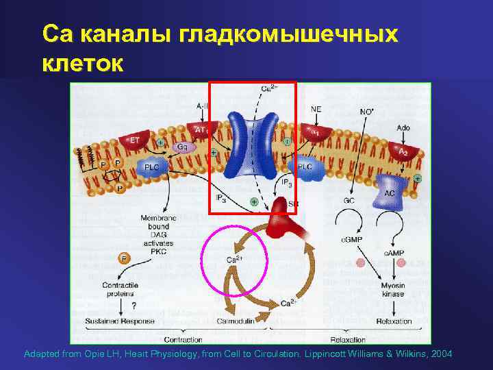 Са каналы гладкомышечных клеток Adapted from Opie LH, Heart Physiology, from Cell to Circulation.