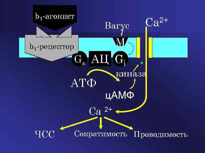 b 1 агонист Вагус , Ca 2+ M b 1 рецептор Gs AЦ Gi