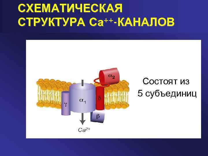 СХЕМАТИЧЕСКАЯ СТРУКТУРА Са++-КАНАЛОВ Состоят из 5 субъединиц 