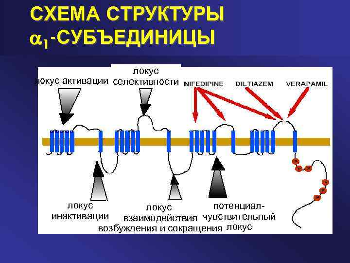 СХЕМА СТРУКТУРЫ 1 -СУБЪЕДИНИЦЫ локус активации селективности локус потенциал локус инактивации взаимодействия чувствительный возбуждения