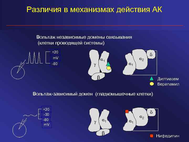 Различия в механизмах действия АК Вольтаж независимые домены связывания (клетки проводящей системы) +20 m.