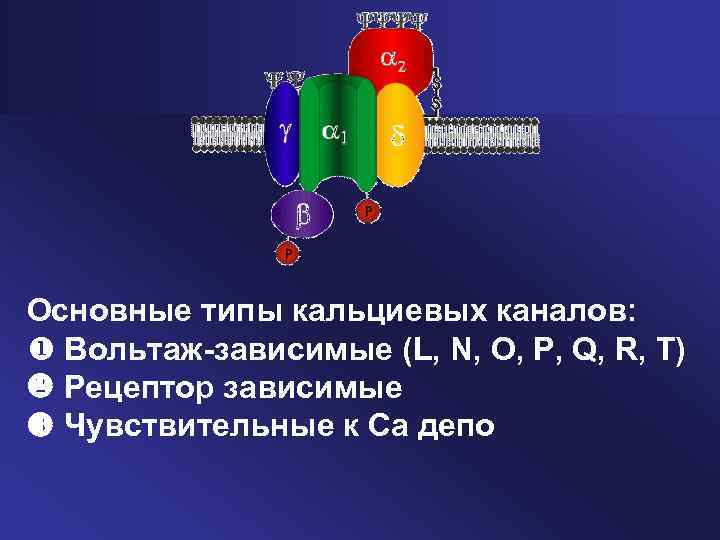 Основные типы кальциевых каналов: u Вольтаж-зависимые (L, N, O, P, Q, R, T) Рецептор