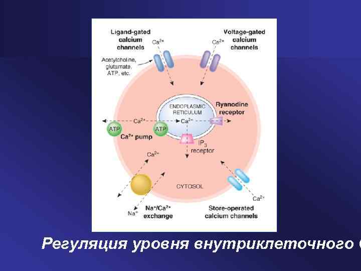 Регуляция уровня внутриклеточного С 