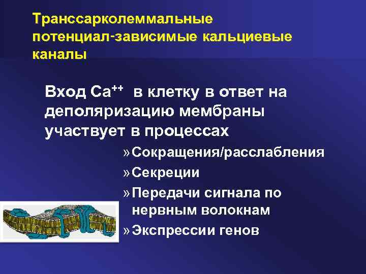 Транссарколеммальные потенциал-зависимые кальциевые каналы Вход Са++ в клетку в ответ на деполяризацию мембраны участвует