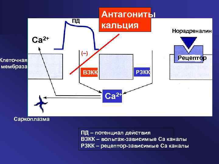 Антагониты кальция ПД Норадреналин Ca 2+ (–) Клеточная мембраза Рецептор РЗКК ВЗКК Ca 2+