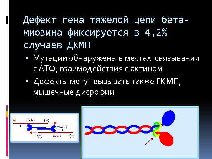 Дефект гена тяжелой цепи бетамиозина фиксируется в 4, 2% случаев ДКМП Мутации обнаружены в