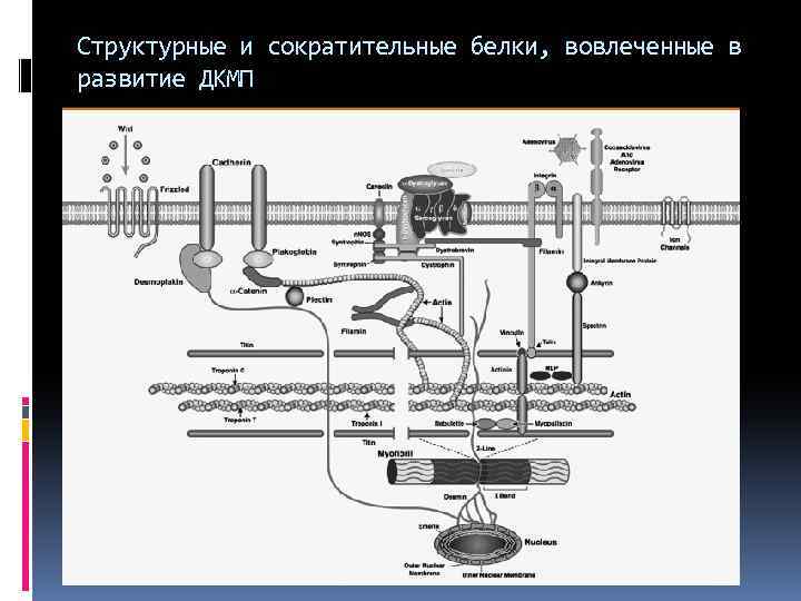 Структурные и сократительные белки, вовлеченные в развитие ДКМП 