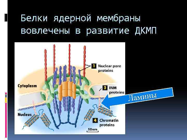 Белки ядерной мембраны вовлечены в развитие ДКМП Ламины 