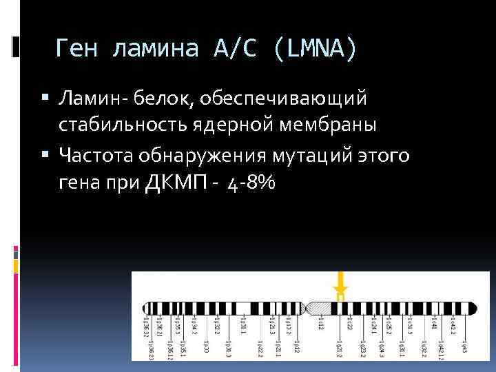 Ген ламина A/C (LMNA) Ламин- белок, обеспечивающий стабильность ядерной мембраны Частота обнаружения мутаций этого