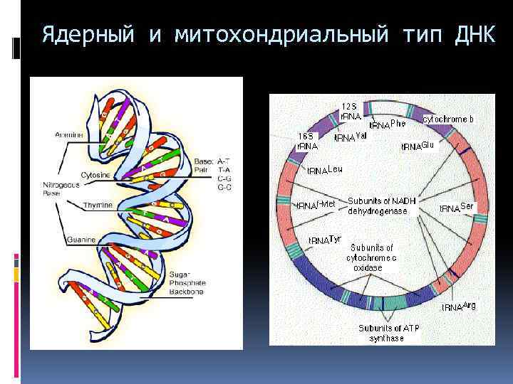 Ядерный и митохондриальный тип ДНК 