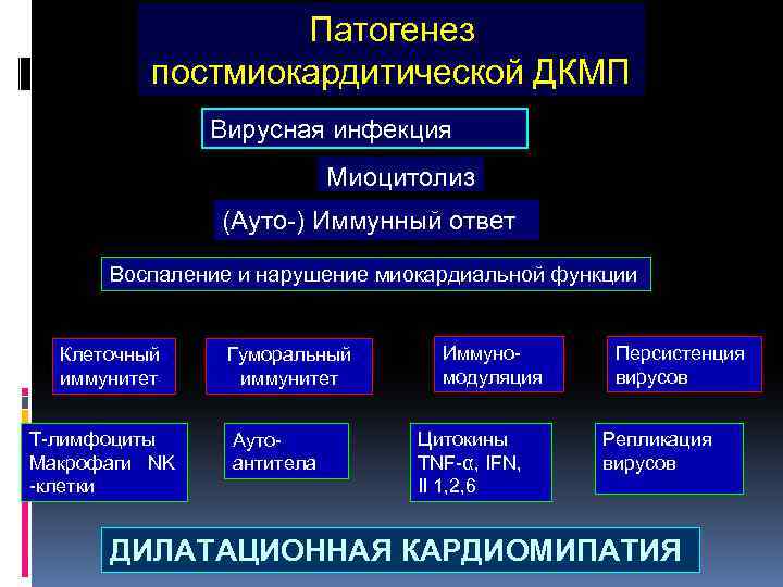 Патогенез постмиокардитической ДКМП Вирусная инфекция Миоцитолиз (Ауто-) Иммунный ответ Воспаление и нарушение миокардиальной функции