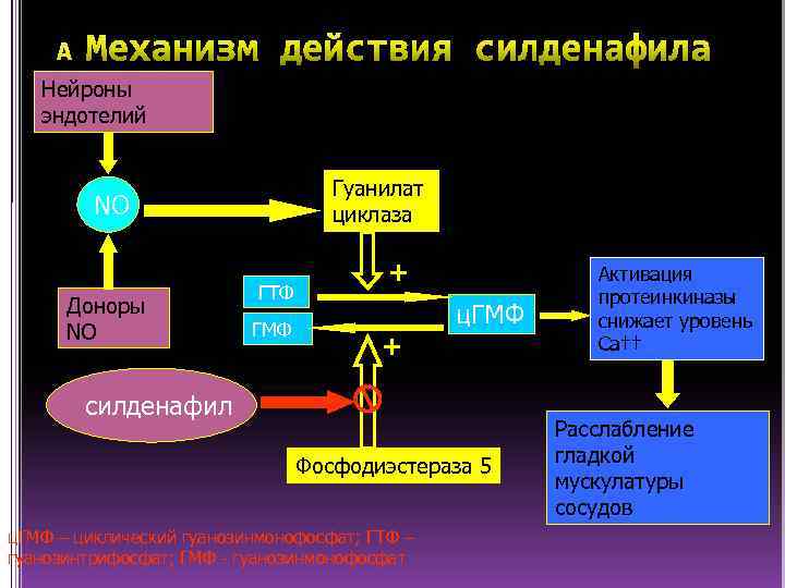 Нейроны эндотелий Гуанилат циклаза NO Доноры NO ГТФ ГМФ + + ц. ГМФ силденафил