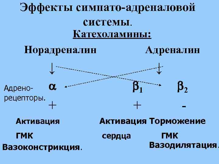 Эффекты симпато-адреналовой системы. Катехоламины: Норадреналин Адреналин ↓ Адренорецепторы. ↓ 1 2 + + -