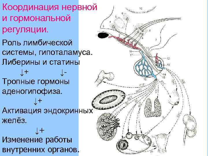 Внутренняя регуляция