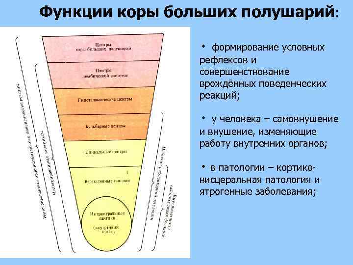 Функции коры больших полушарий: ٠ формирование условных рефлексов и совершенствование врождённых поведенческих реакций; ٠