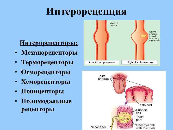 Рецептор выберите ответ. Интерорецепторы. Рецепторы внутренних органов. Интерорецепторы физиология. Полимодальные рецепторы.