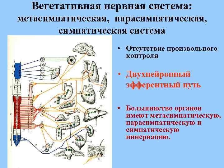 Парасимпатический отдел вегетативной нервной системы