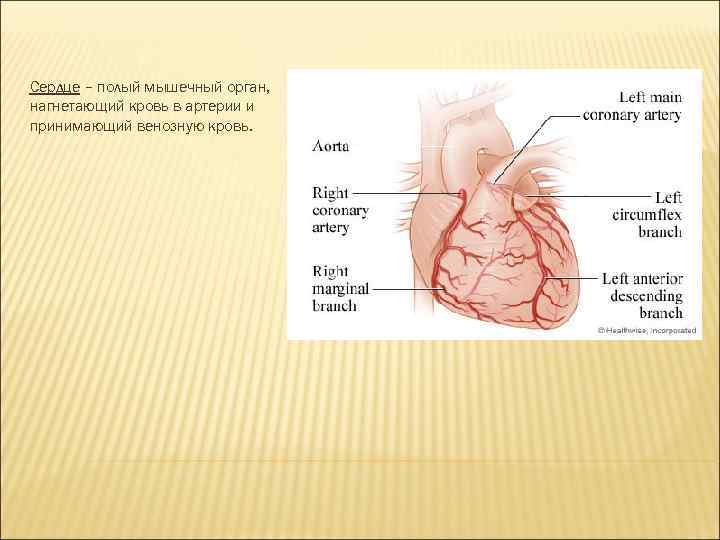 Сердце – полый мышечный орган, нагнетающий кровь в артерии и принимающий венозную кровь. 