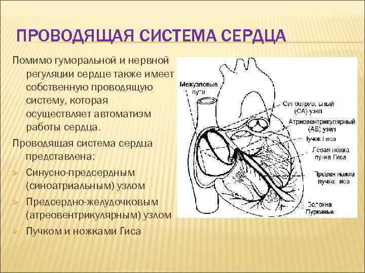 Проводящая система сердца механизм автоматии сердца презентация