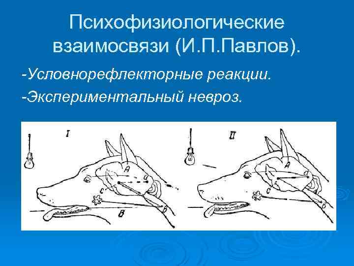 Психофизиологические взаимосвязи (И. П. Павлов). -Условнорефлекторные реакции. -Экспериментальный невроз. 