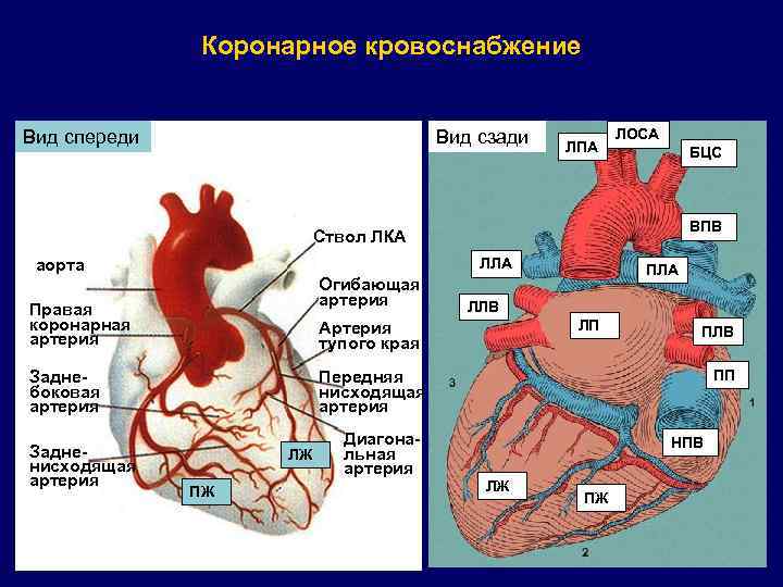 Коронарное кровоснабжение Вид спереди Вид сзади ЛПА ЛОСА БЦС ВПВ Ствол ЛКА ЛЛА аорта