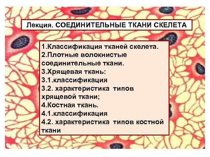 Ткани скелета. Скелетные соединительные ткани классификация. Соединительная ткань скелет. Классификация волокнистых соединительных тканей. Лекция по соединительной ткани.