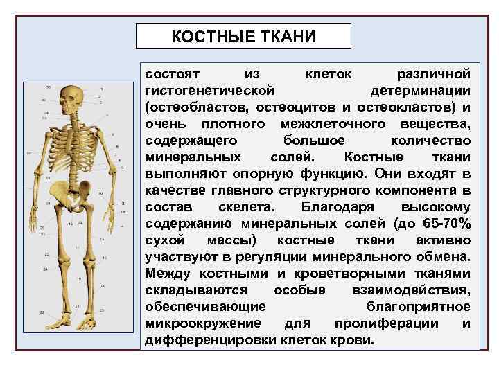 Скелет состоит из хрящевой ткани