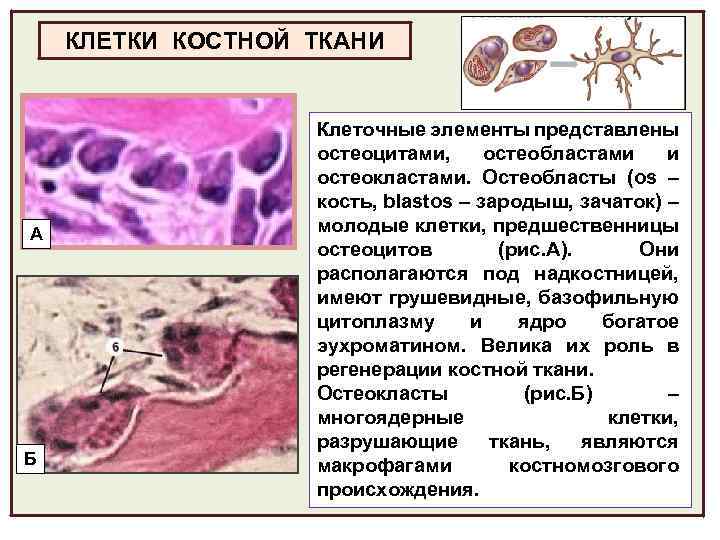 Схема строения остеобласта