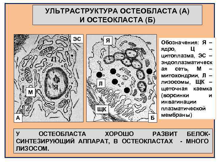 Схема строения остеобласта