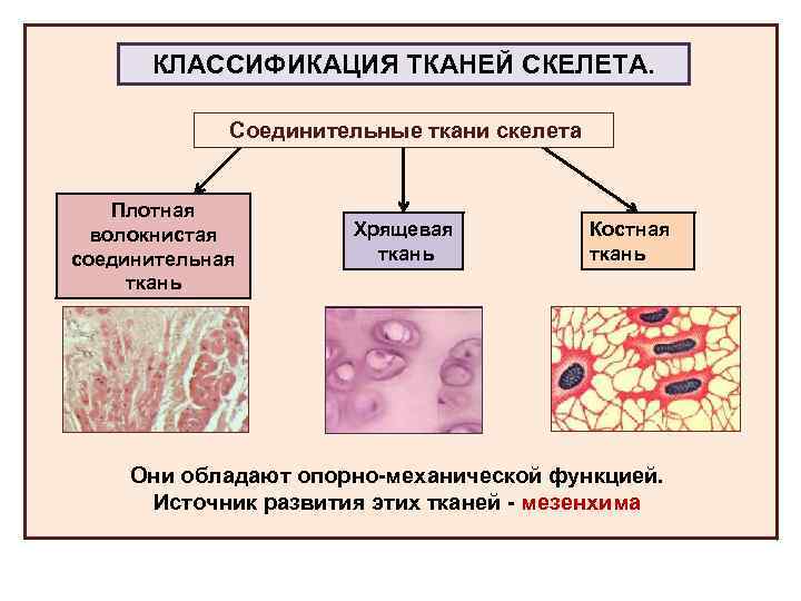 Классификация тканей